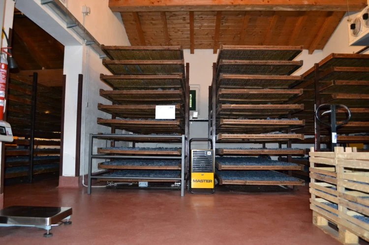 Master DH 26 Drying Grapes.jpg